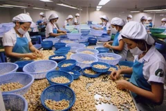 Global foothold the target for Binh Phuoc cashew nuts