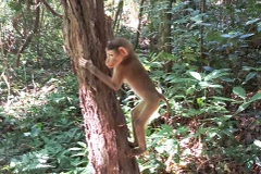 Wild animals returned to nature in Quang Binh