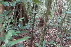 Binh Phuoc releases rare animals back into the wild