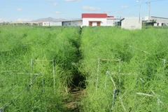 Ninh Thuan cooperatives link up with firms to sell farm produce