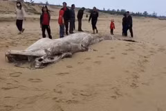 Dead whale washed up on beach in Quang Binh
