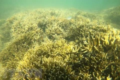 Ninh Thuan pays attention to marine biodiversity conservation, development