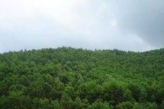 Forest coverage reaches over 14.8 million hectares in 2023