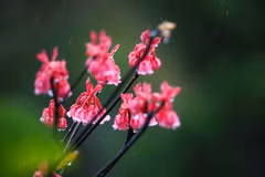 Bell-shaped peach blossoms atop Ba Na Hills 