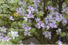 Vibrant bauhinias light up Muong land