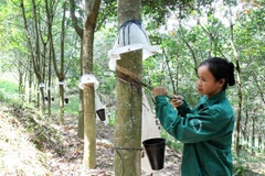 Rubber exports generate over 450 million USD in two months
