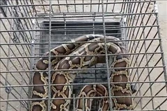 Python reticulatus is a critically endangered species listed in the 2007 Vietnam Red Data Book. (Photo: VNA)