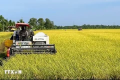 Vietnam annually produces over 43 million tonnes of rice, of which the Mekong Delta accounts for approximately 24 million tonnes. (Photo: VNA)