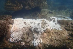 A dying coral usually turns white which is a sign of bleaching caused by the rising ocean temperatures. (Photo: Department of Fisheries Johor)