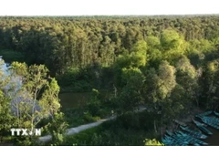 A view of the Gao Giong cajeput forest in Dong Thap province (Photo: VNA)