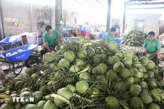 Processing fresh coconuts for export at Mekong Fruit Co., Ltd in Chau Thanh district, Ben Tre province. (Photo: VNA)