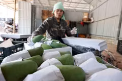 Packaging Son La's Yen Chau mangoes for export to China. The virtual booth on Chinese e-commerce platforms and social media will allow Vietnamese suppliers to sell directly to Chinese consumers. (Photo: VNA)