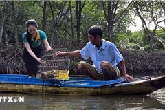 A tourist catches crabs when visiting a community-based tourist site in Dat Mui commune, Ngoc Hien district, Ca Mau province. (Photo: VNA)