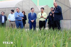 The Cuban delegation visits crop research institute of Thai Binh Seed JSC. (Photo: VNA)