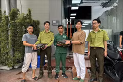 The toothed turtles are handed over to the centre (Photo: VNA)