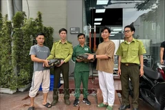The toothed turtles are handed over to the centre (Photo: VNA)