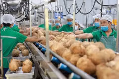 Processing fresh coconuts for export (Photo: VNA)