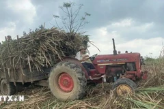 Vietnam’s sugar yield for the 2023-2024 crop reaches 6.79 tonnes per ha, higher than other key producers in the region such as Thailand, Indonesia and the Philippines. (Photo: VNA)