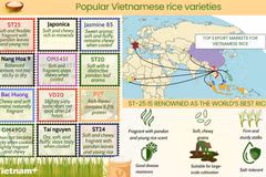 Popular Vietnamese rice varieties on global market 