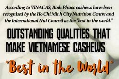 Why are Vietnamese cashews considered the "Best in the World"?