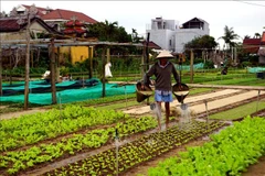 Heritage vegetable village in Hoi An – attraction for western tourists