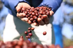 Coffee exports exceed 3 billion USD in H1 