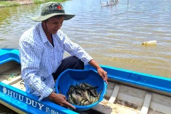 Rice-shrimp cultivation has proved its efficiency in climate change adaption and income improvement (Photo: VNA)