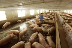 Illustrative image (Photo: VNA)