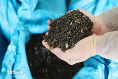 Vietnam could ship more than 1 billion USD worth of pepper abroad for the whole 2024. (Photo: VNA)