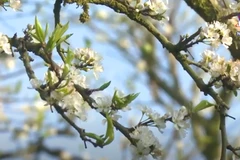Plum blossoms blanket Moc Chau Plateau in white