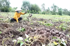 Sweet potato to be officially exported to China