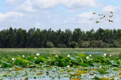 Eco-friendly tour launched at Tram Chim National Park
