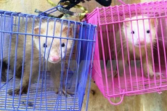 Tay Ninh customs save smuggled wild animals
