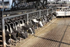 Indonesia normalises live cattle imports from Australia