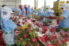 Fruit, vegetable exports expected to hit record in 2024