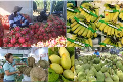 Vietnam earned 4.63 billion USD from fruit exports in the first eight months of 2024, rising 30.6% year on year. (Photo: VNA)