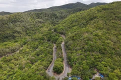 Vietnam secures dual results in fighting desertification