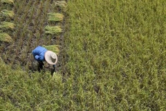 A farmer harvests rice in Ayutthaya province of Thailand. (Photo: AFP/VNA)