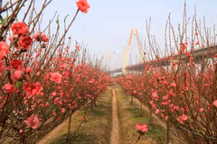 Nhat Tan peach blossom village vibrant ahead of Tet ​