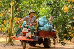 Pomelo growers busy with harvest for Tet