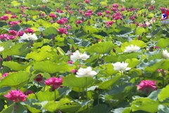 Pure lotuses enchant flower lovers in Hanoi