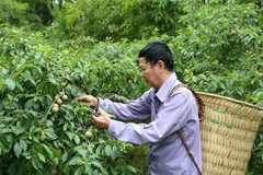 Bac Ha aims to become Lao Cai’s special tourist area