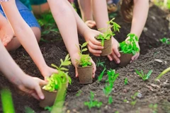 Joint efforts made to plant 1 billion trees by 2025