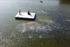 Dong Thap strives to promote tra fish sales