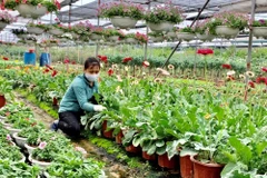 Hung Yen works hard on agricultural economic development project