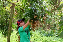 Hung Yen develops agriculture associated with new-style rural building