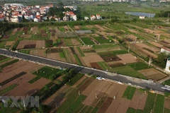 Hanoi promotes specialised farming areas
