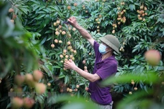 Bac Giang seeks to boost lychee export to US