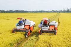 Institute works hard on improving specialty rice varieties
