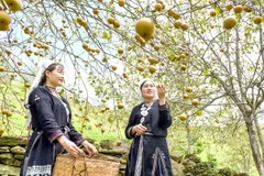 Tuyen Quang focuses on developing specialty fruits